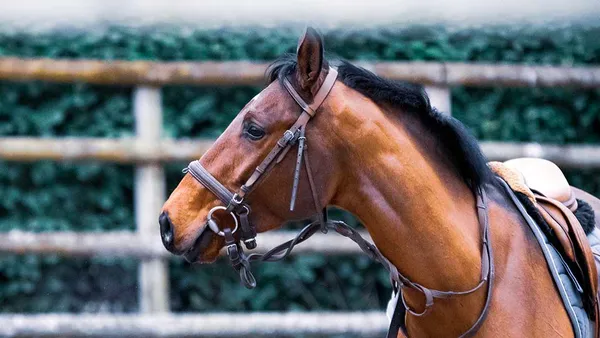Remettre un cheval au travail : le planning sur 6 semaines