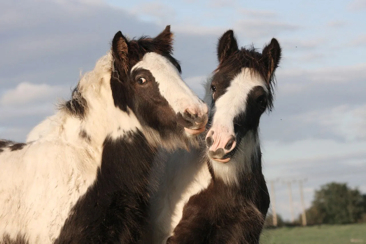 La rhinopneumonie équine est très contagieuse et peut se transmettre par simple contact avec un cheval ou du matériel contaminé.