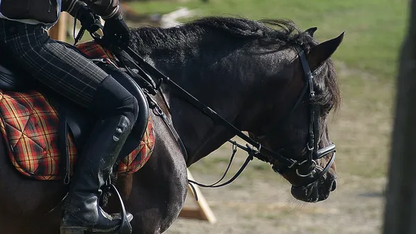 Cheval OC, ONC ou PP : comment s'y retrouver ?
