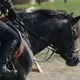 Cheval OC, ONC ou PP : comment s'y retrouver ?