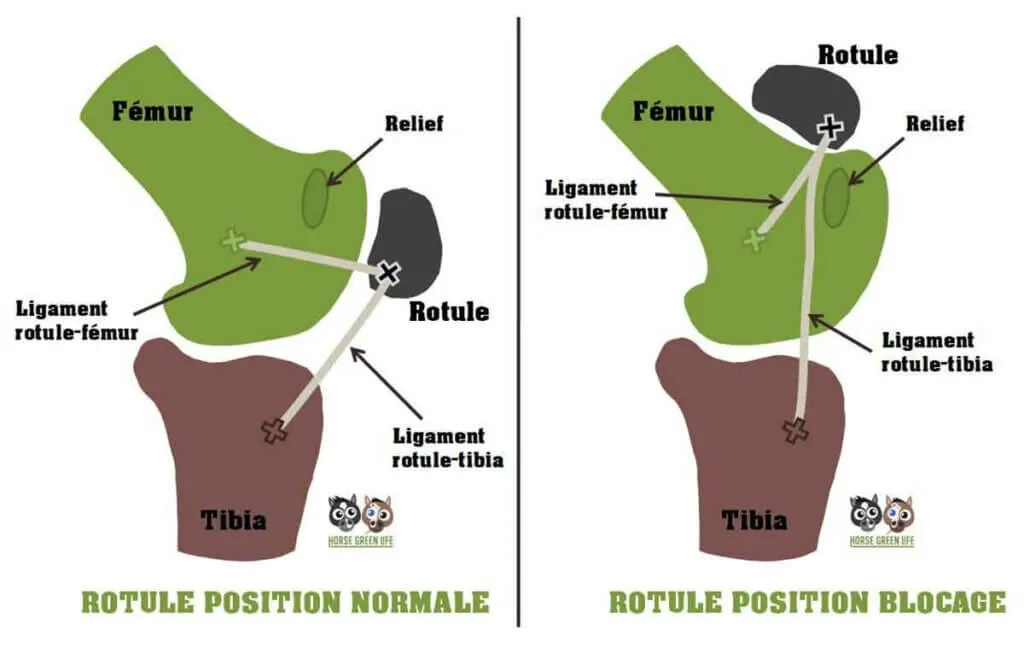 schéma expliquant pourquoi les chevaux dorment debout