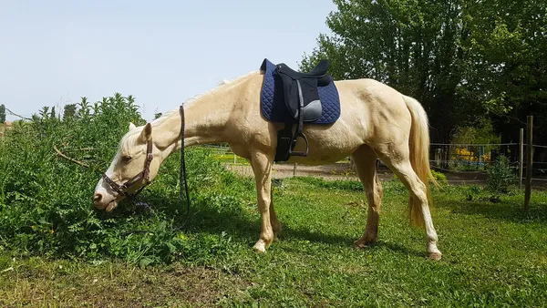 J'ai changé de selle ! Du saddle fitter à l'achat, je vous raconte mon expérience