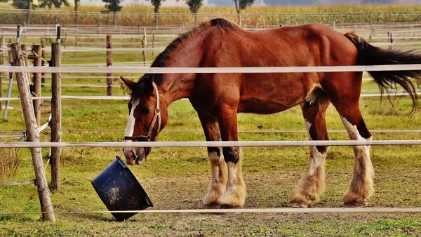 Administrer un traitement à un cheval :  les différentes possibilités