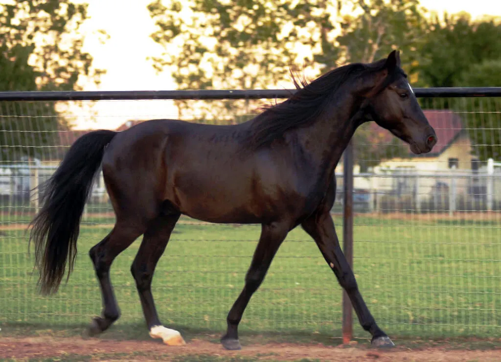 Cheval smoky black