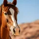 Les stud-books : tout savoir sur les registres d'élevage