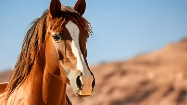 Les stud-books : tout savoir sur les registres d'élevage