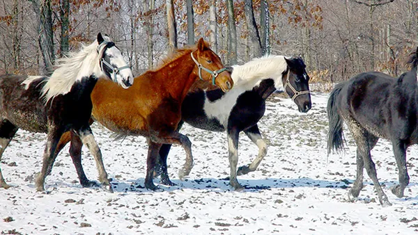Faut-il tondre son cheval ?
