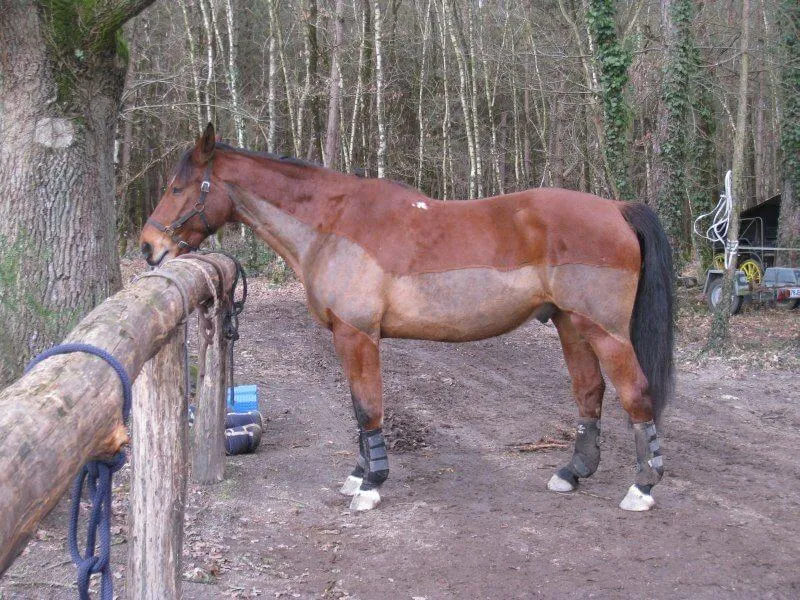 Tonte de trait