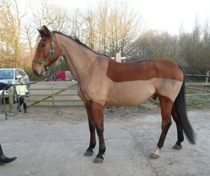 Tonte en manteau ou de course