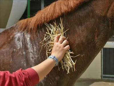 Bien sécher le cheval s'il a transpiré