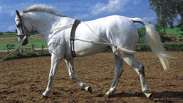 Equiper son cheval pour une séance de longe