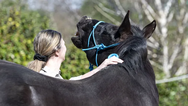 Travail à pied : 5 bonnes raisons de s'y mettre avec son cheval