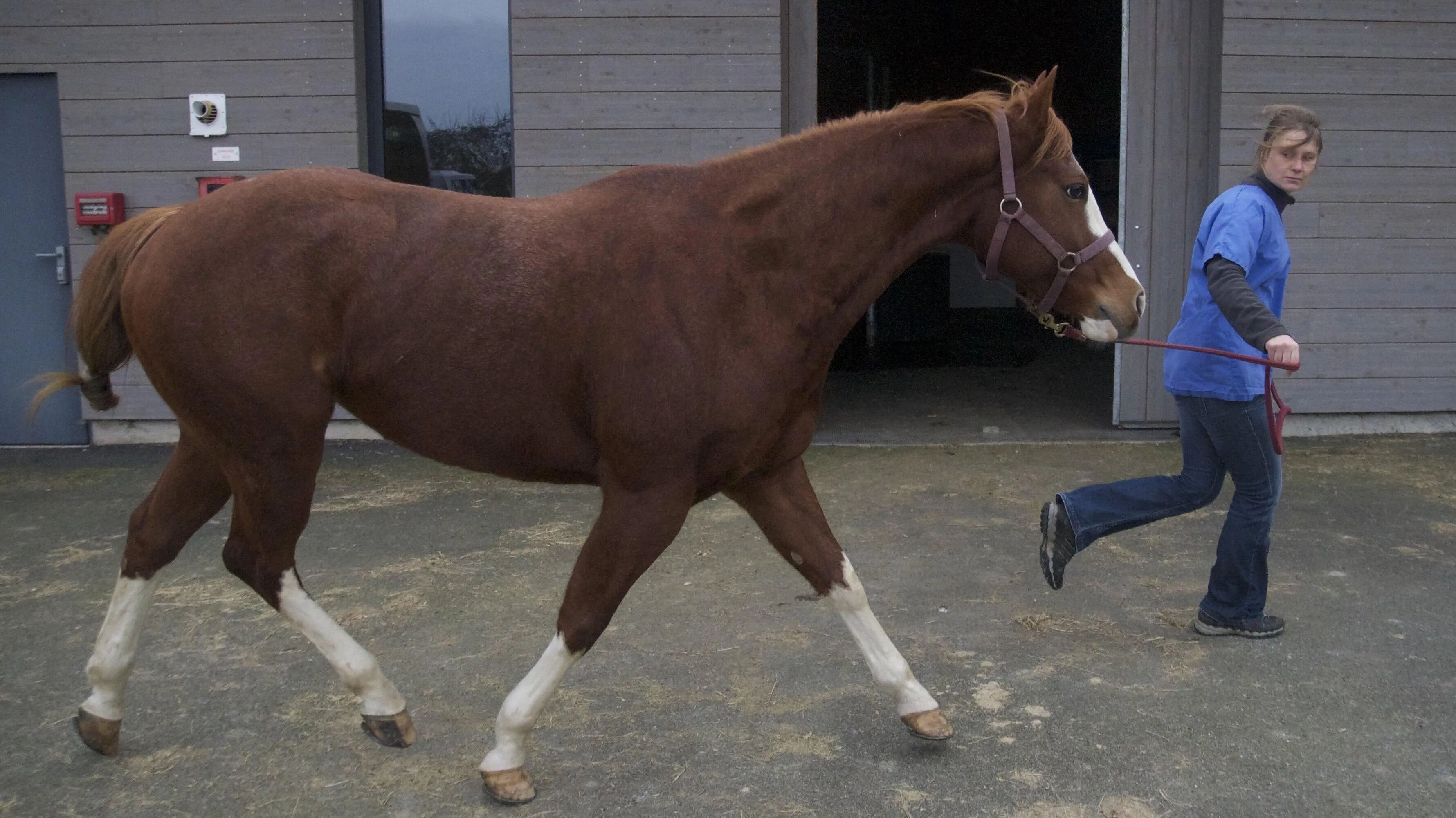 trot_apres_flexion_d_3