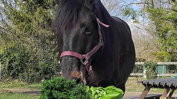 Potager de balcon : faites pousser des friandises bio pour votre cheval