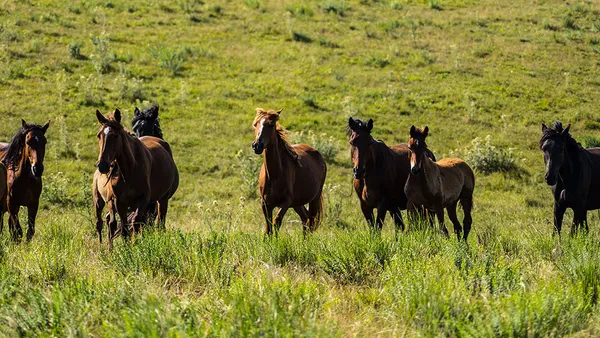 Les vers : parasites internes du cheval