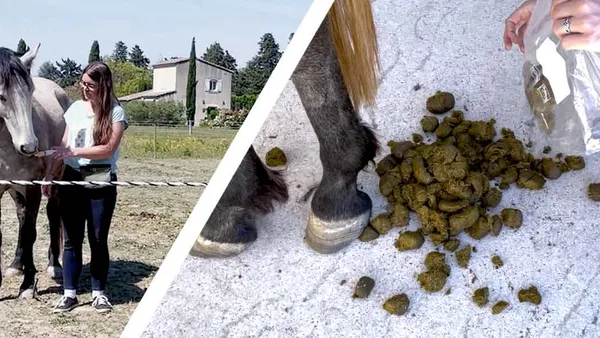 [vidéo] La vermifugation raisonnée chez le cheval