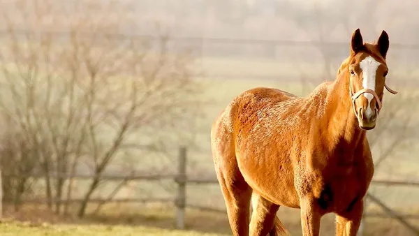 Entretien du vieux cheval (2) : que faut-il faire ?