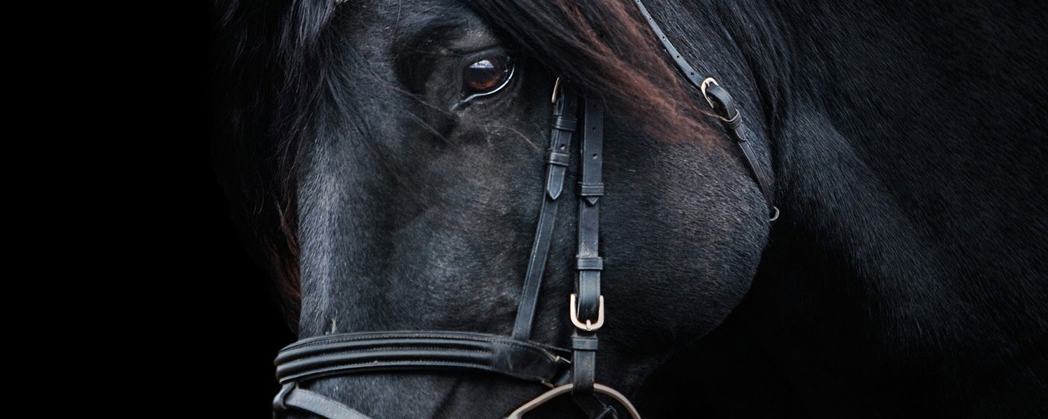 L'équipement cheval, indispensable pour l'équitation