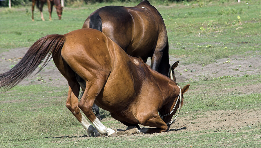 Les conditions de vie de votre cheval impacteront son moral et donc ses réactions.