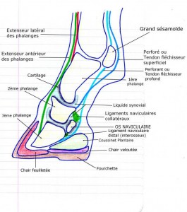 Schéma de la structure du pied du cheval