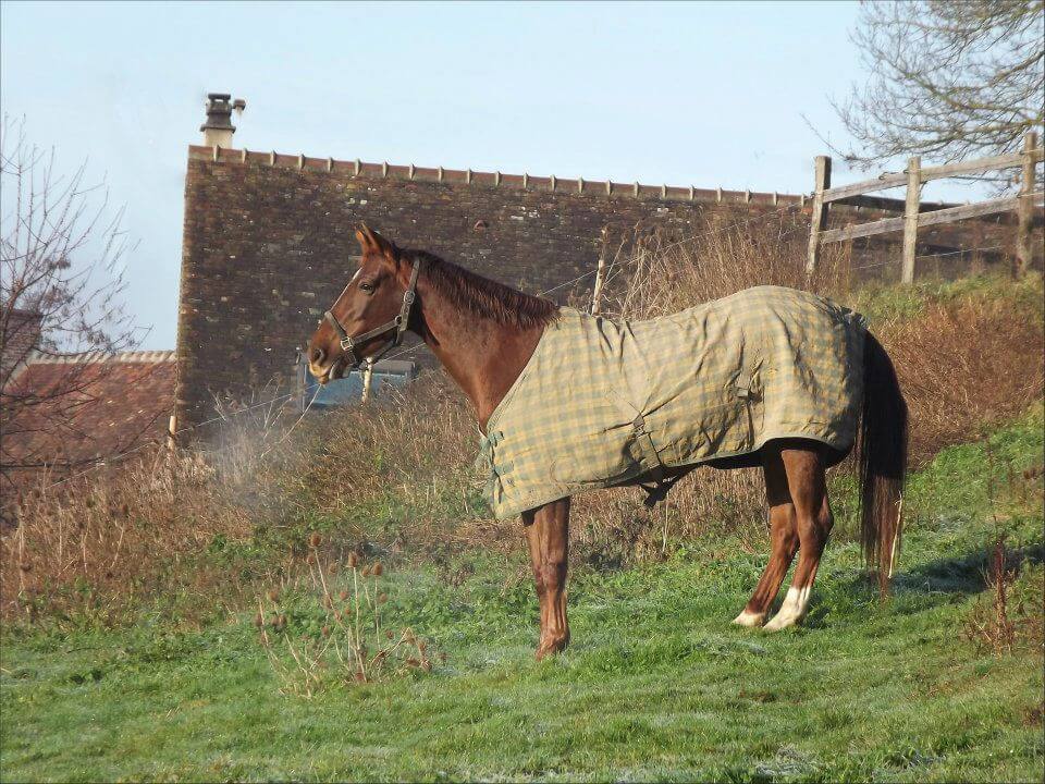cheval alezan au pré avec une couverture et un licol