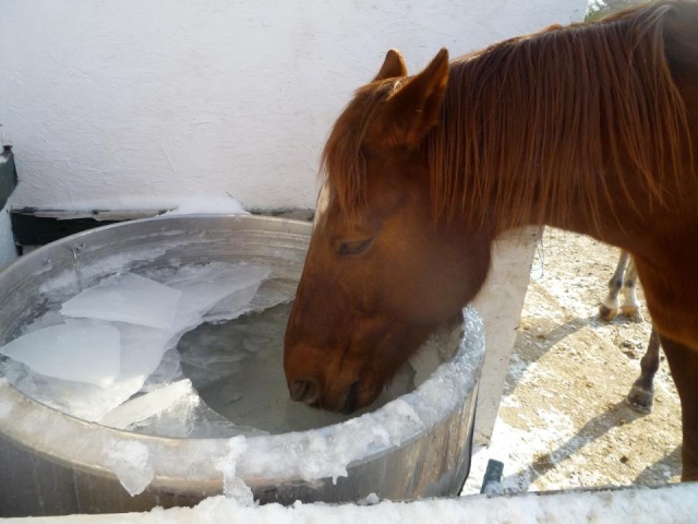cheval en train de boire dans un bac d'eau glacé