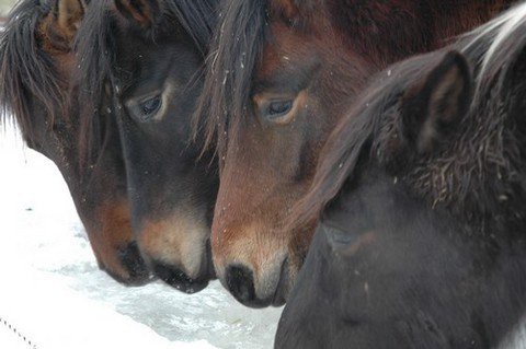 chevaux en train de boire dans le même abreuvoir en hiver
