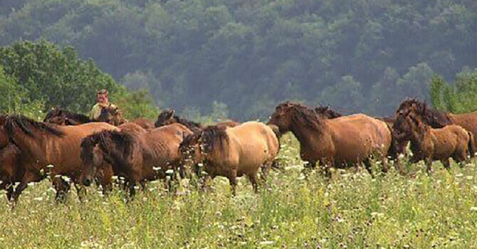 troupeau de chevaux huçul au pré en liberté