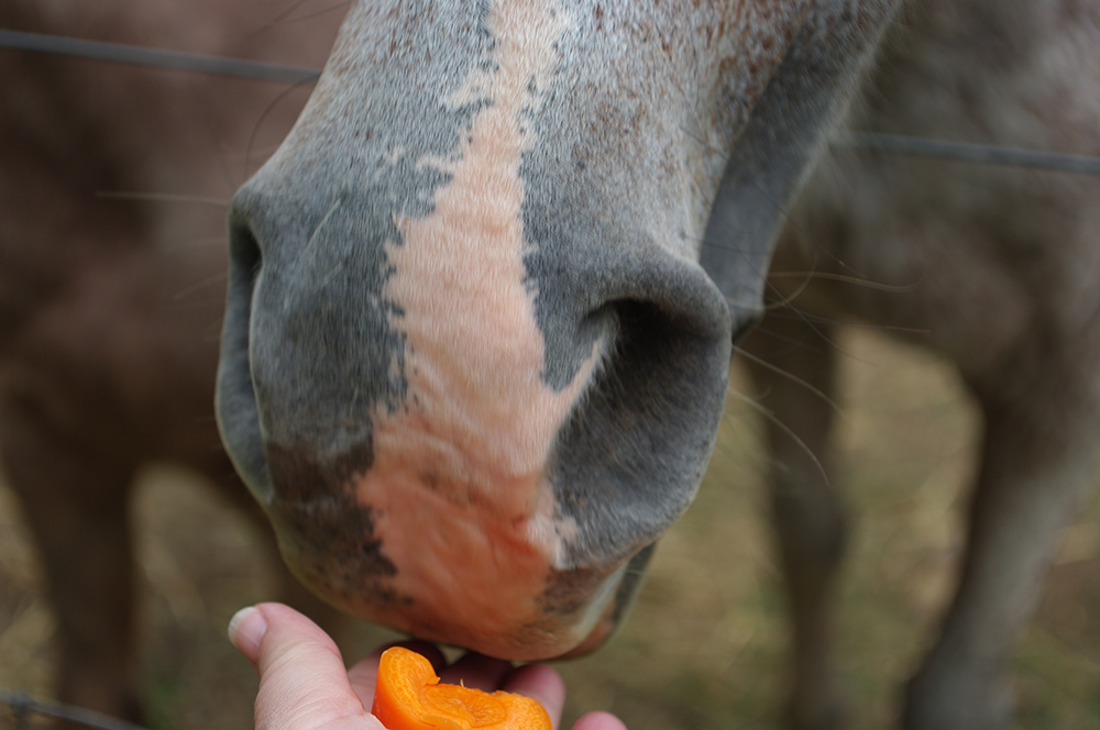 donner des carottes à un cheval
