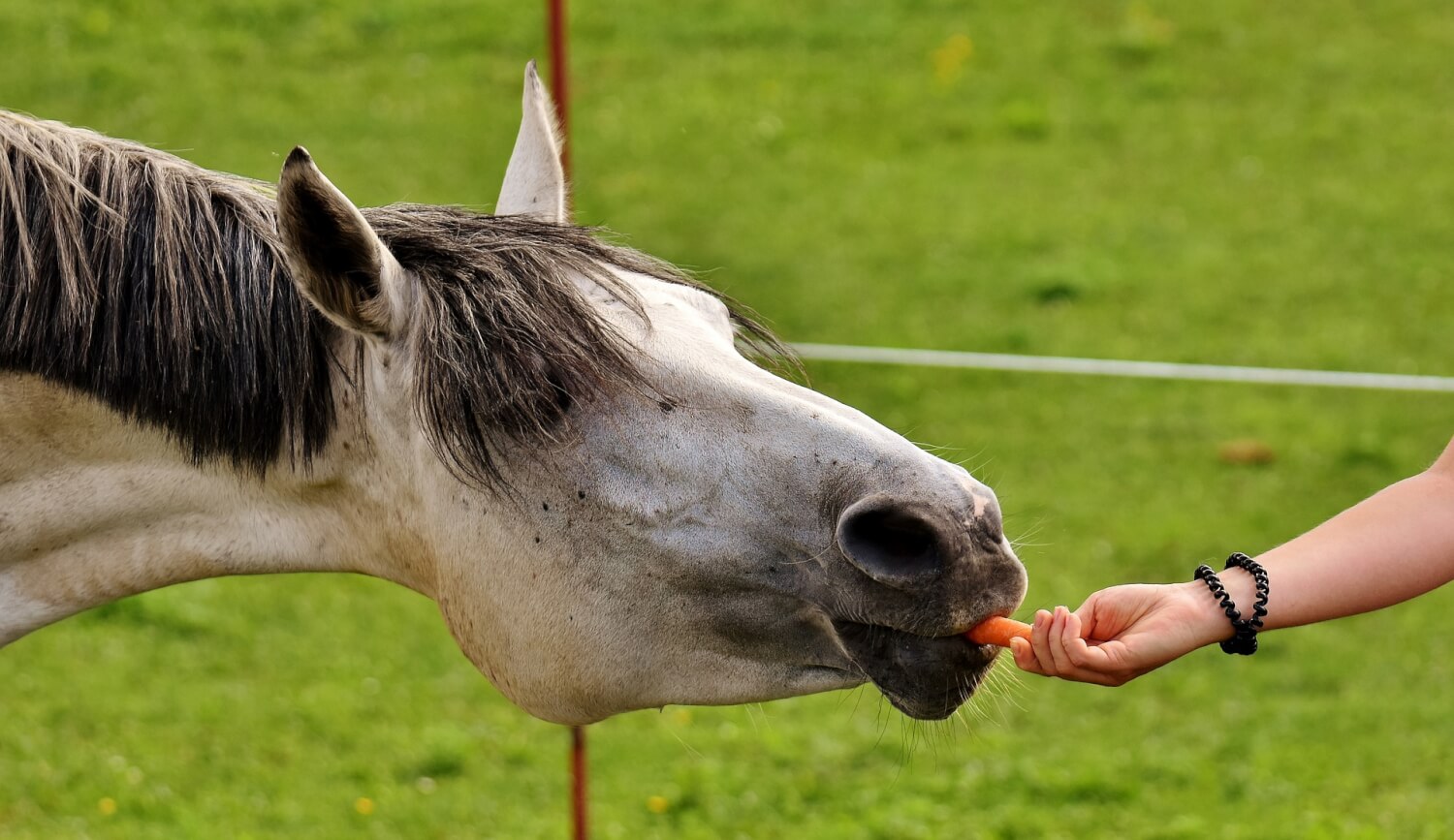 Récompenses pour chevaux et poneys - Friandises chevaux