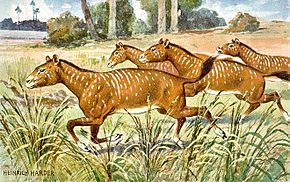 Evolution du cheval : Mesohippus