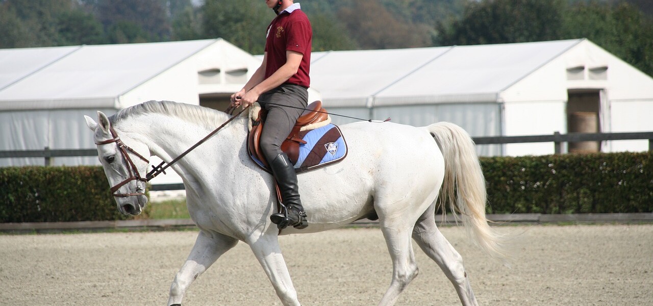 Assouplir son cheval : pourquoi et comment faire ?