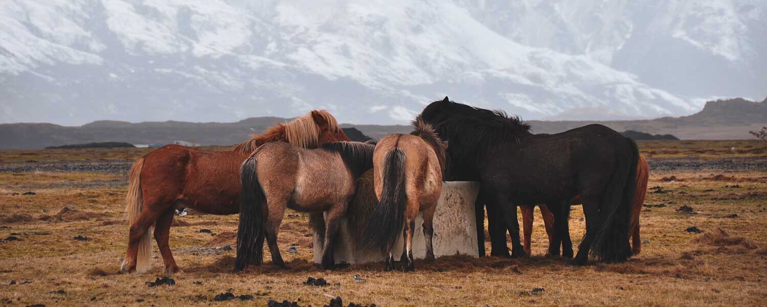 troupeau de chevaux au pré qui mangent du foin à volonté et une ration sans céréales