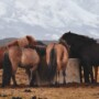 troupeau de chevaux au pré qui mangent du foin à volonté et une ration sans céréales