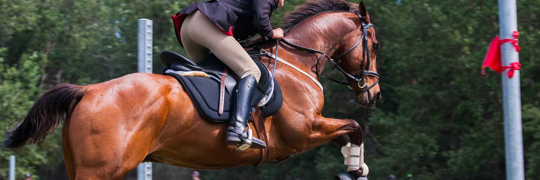 idée d'exercice à l'obstacle pour le cheval