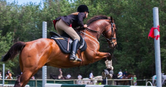 idée d'exercice à l'obstacle pour le cheval