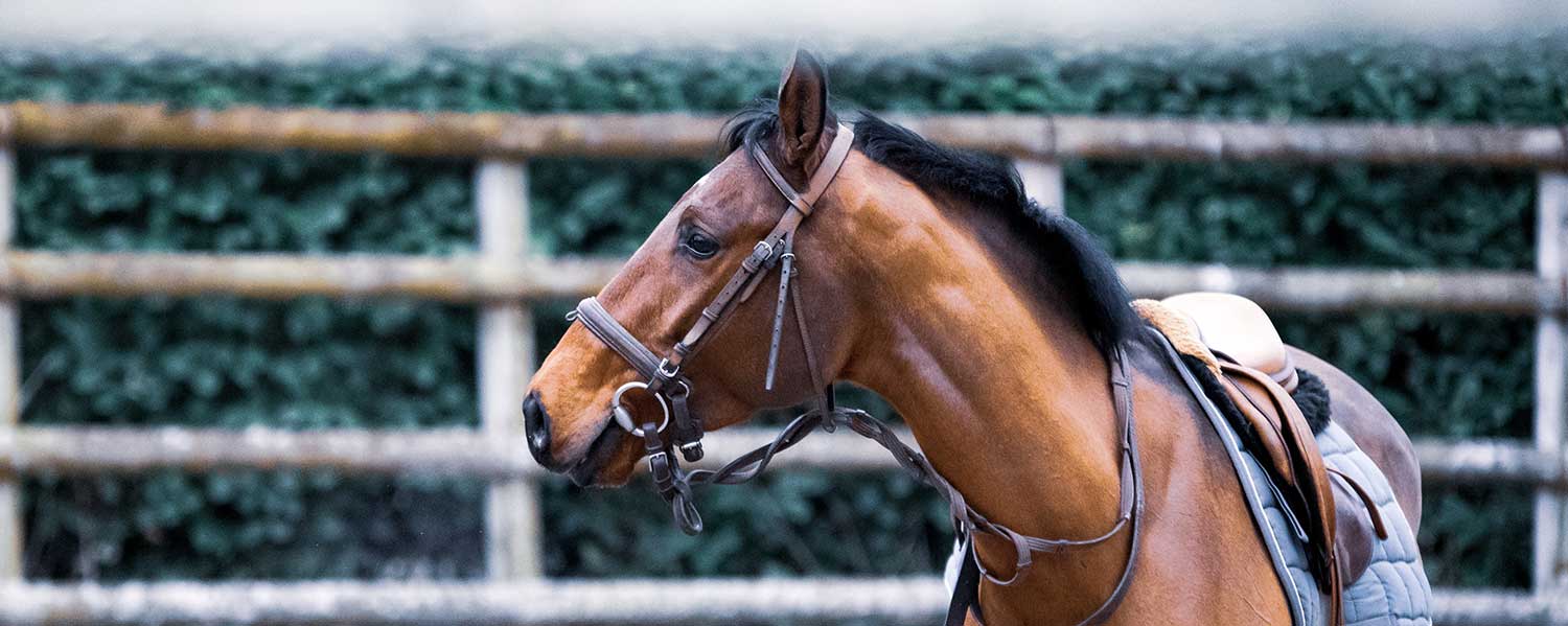 remettre un cheval au travail