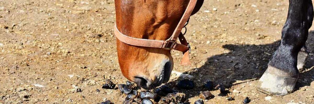 lors d'un drainage le cheval évacue ses toxines par ses crottins et son urine