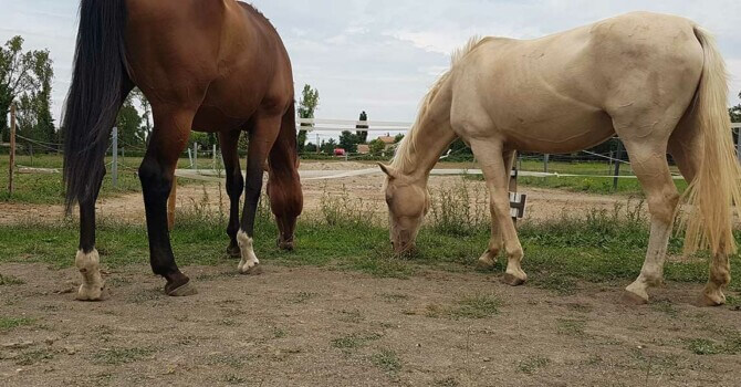 chevaux pieds nus