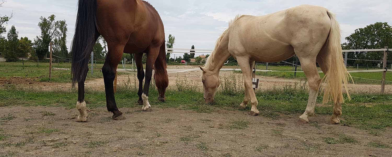 chevaux pieds nus
