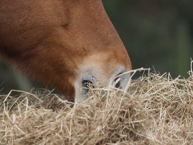 Le fourrage doit rester l'alimentation principale du cheval.